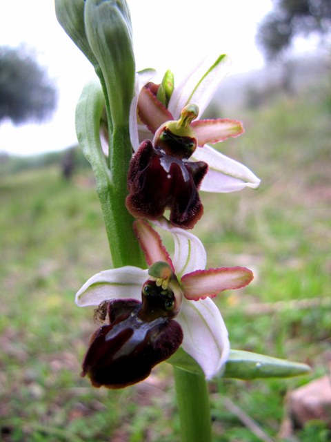 Racconto: Ophrys (sphegodes) panormitana